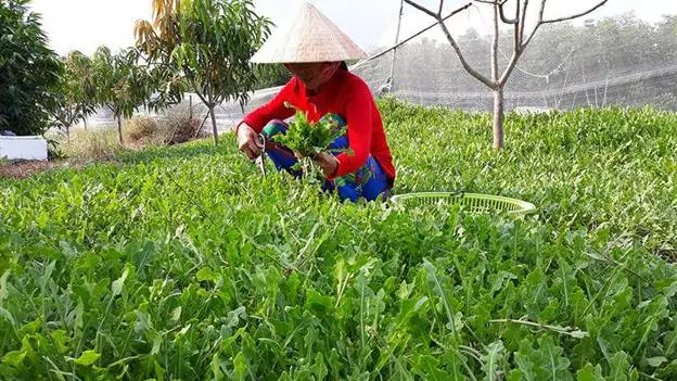 Cây Sâm Biển Và Những Công Dụng Đối Với Sức Khỏe Cây Sâm Biển Và Những Công Dụng Đối Với Sức Khỏe