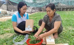 "sâm Biển"...! - Báo Quảng Bình Điện Tử