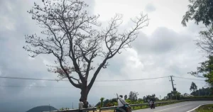 Cây Thông Cô Đơn Nổi Tiếng Trên Đèo Hải Vân Đã Chết Khô | Báo Dân Trí