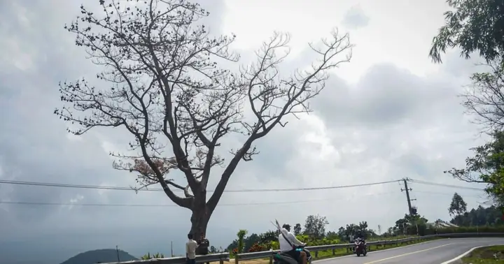 Cây Thông Cô Đơn Nổi Tiếng Trên Đèo Hải Vân Đã Chết Khô | Báo Dân Trí
