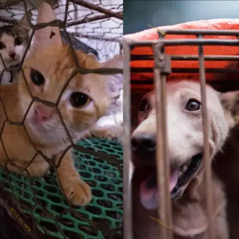 Các Khu Chợ & Địa Điểm Buôn Bán Buôn Bán Chó Mèo Nổi Tiếng Các Khu Chợ & Địa Điểm Buôn Bán Buôn Bán Chó Mèo Nổi Tiếng