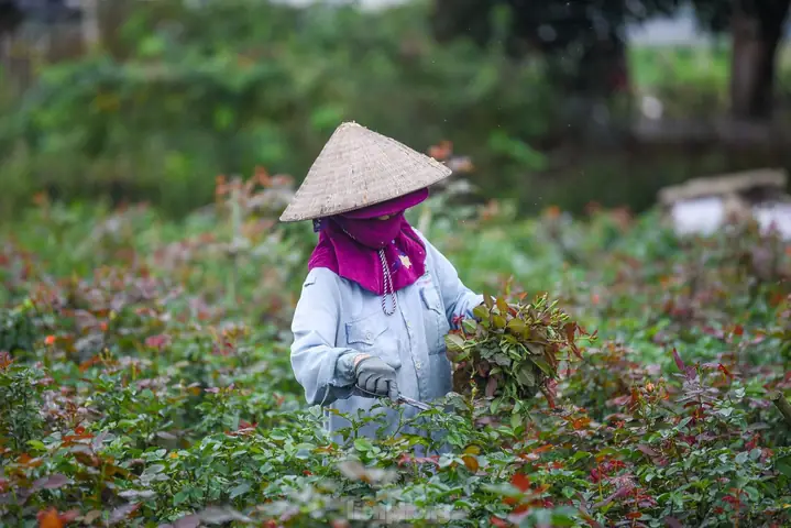 Làng Hoa Mê Linh – Vựa Hoa Lớn Cho Dịp Tết Thủ Đô