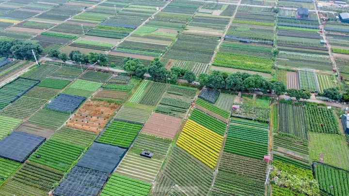 Làng Hoa Mê Linh – Vựa Hoa Lớn Cho Dịp Tết Thủ Đô
