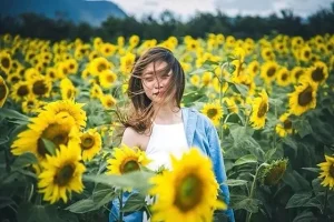 Kết Quả Hình Ảnh Cho Vườn Hoa Hướng Dương Đà Lạt