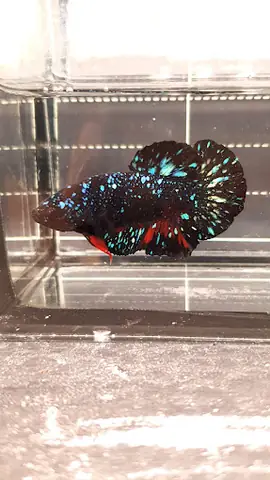 Betta Tú Huỳnh Betta Tú Huỳnh