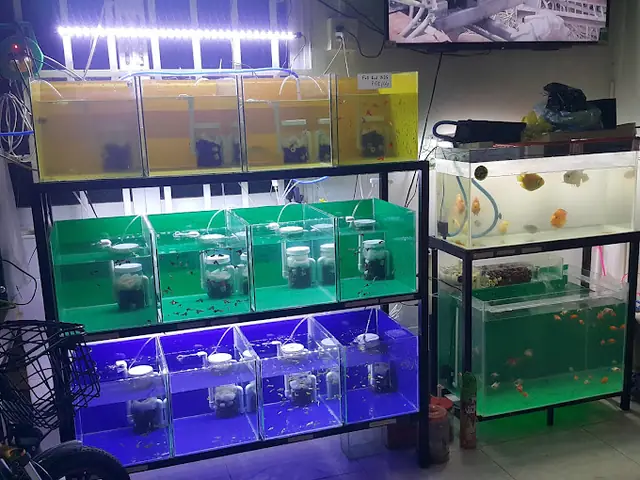 Cửa Hàng Cá Cảnh Huỳnh Huy Cửa Hàng Cá Cảnh Huỳnh Huy