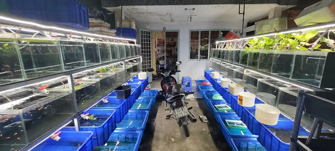 Trại Cá Bảy Màu Đức Đỗ Guppy & Betta Trại Cá Bảy Màu Đức Đỗ Guppy & Betta