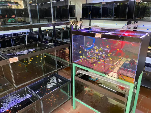 Trại Cá Cảnh Tuấn Guppy Trại Cá Cảnh Tuấn Guppy