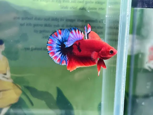 Thảo Betta Pluss Thảo Betta Pluss