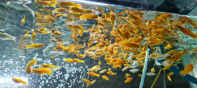 Cửa Hàng Cá Cảnh Pht Cửa Hàng Cá Cảnh Pht
