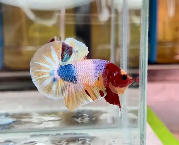 Cửa Hàng Cá Betta Cần Thơ Cửa Hàng Cá Betta Cần Thơ