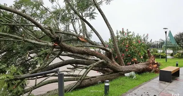 Ảnh Hưởng Bão Số 13, Cây Phượng Tím Quý Giá, Đẹp Nhất Đà Lạt Bật ...