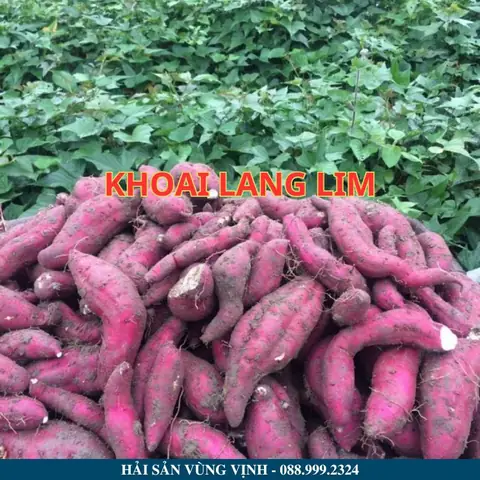 Khoai Lang Lim Móng Cái Khoai Lang Lim Móng Cái