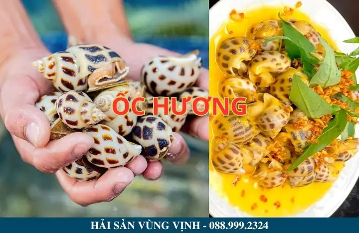 Ốc Hương Ốc Hương