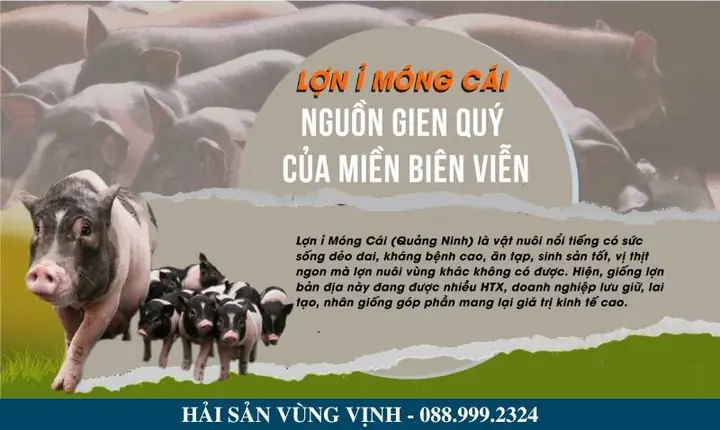 Lợn Móng Cái Lợn Móng Cái