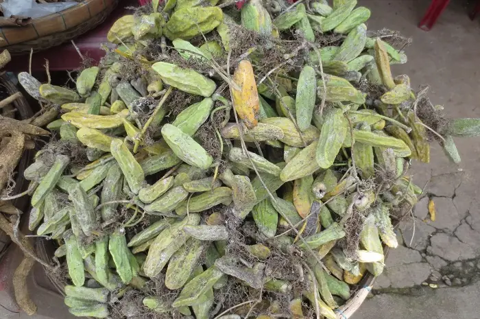 Trái Mỏ Quạ Trái Mỏ Quạ