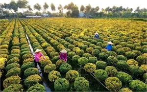 10. Kết Luận: Đám Tang Cụ Rùa – Một Nghi Lễ Đặc Biệt