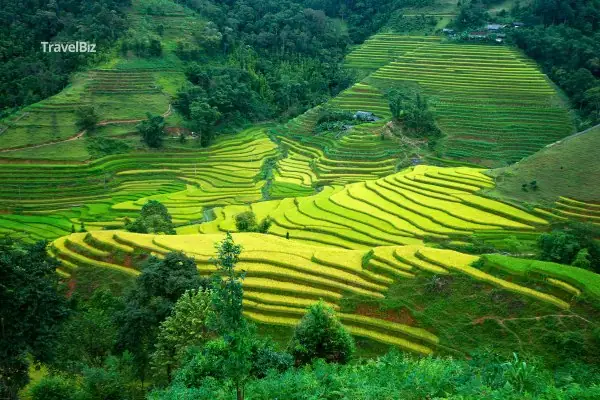Ruộng Bậc Thanghoàng Su Phì Danh lam thắng cảnh Tuyên Quang: vẻ đẹp thiên nhiên đáng xem