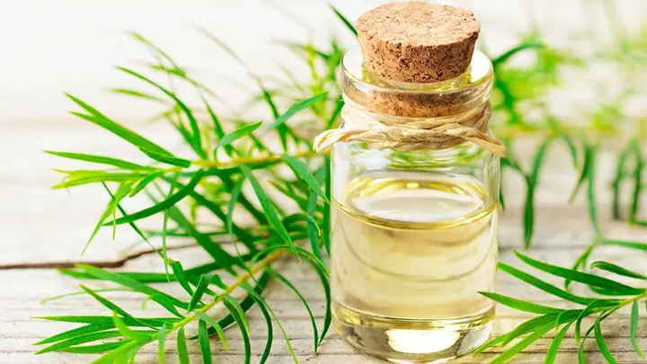 Tinh Dầu Tràm Là Gì?