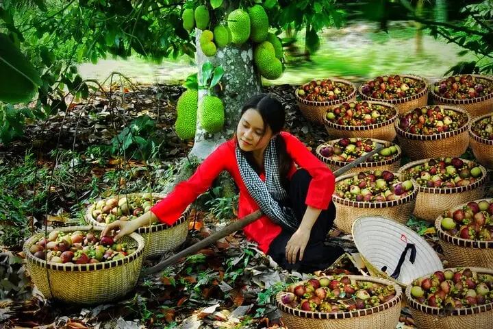 Vườn Trái Cây Lái Thiêu Vườn Trái Cây Lái Thiêu