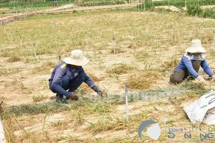 Cắm Trại Qua Đêm: Khám Phá Hoang Dã