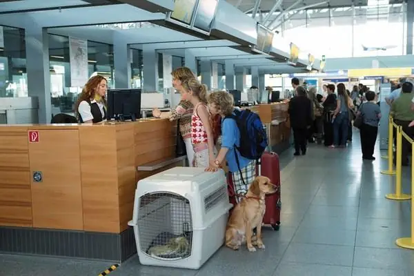 Đến Với Vietjet Giá Rẻ, Đi Máy Bay Có Được Mang Theo Chó Đi Cùng