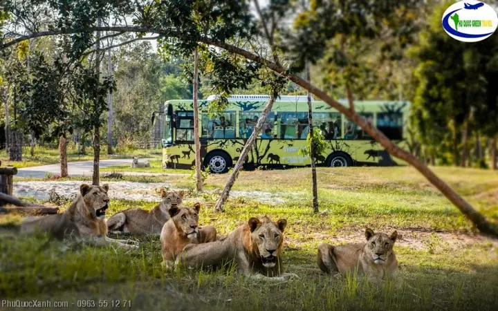 Vinpearl Safari Phú Quốc Được Chia Thành 2 Khu Chính Là Vườn Thú Mở Và Khu Safari: