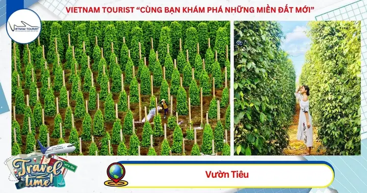 Phú Quốc – Khám Phá Đông Đảo - Tp.hcm (ăn: Sáng + Trưa)