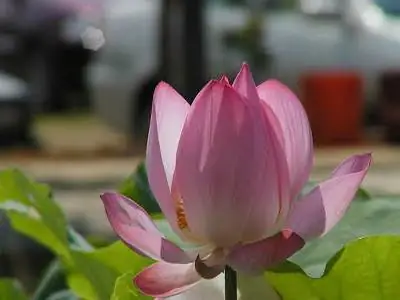 Địa Chỉ Các Chùa Ở Quận 5