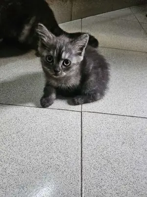 Vì Sao Mèo Ta Được Nhiều Người Yêu Thích? Vì Sao Mèo Ta Được Nhiều Người Yêu Thích?