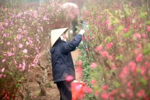 Chợ Hoa Nhật Tân (chợ Hoa Tết Theo Mùa Vụ)