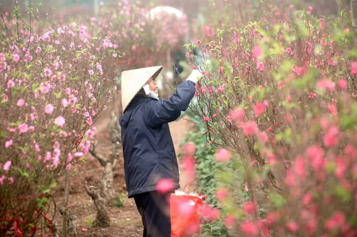 Chợ Hoa Nhật Tân (chợ Hoa Tết Theo Mùa Vụ)
