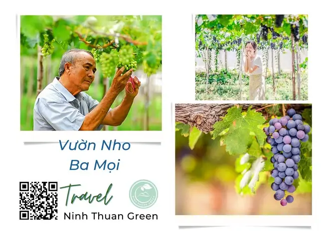 Vườn Nho Ba Mọi Vườn Nho Ba Mọi