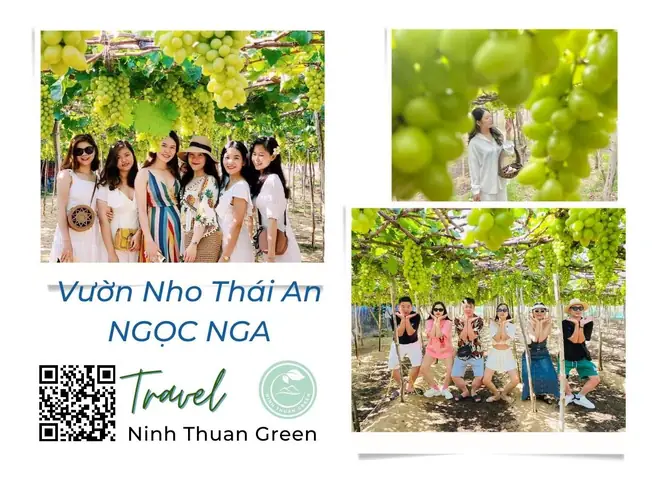 Vườn Nho Thái An Vườn Nho Thái An