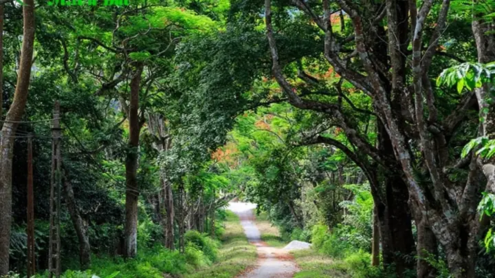 Rừng Tự Nhiên Bằng Tạ