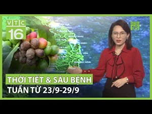 Dự Báo Thời Tiết Huế Tuần Sau: Cập Nhật Chi Tiết Từng Ngày