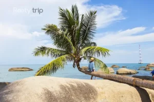 Bãi Xếp – Nơi Ngắm Bình Minh Và Cây Dừa “nằm Ngang” Độc Đáo