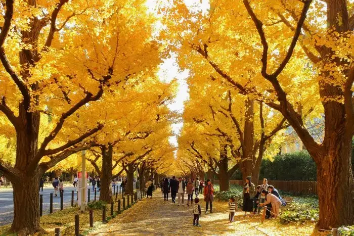 Công Viên Meiji Jingu Gaien Công Viên Meiji Jingu Gaien