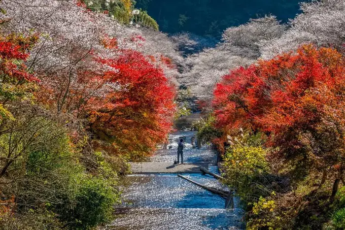 Lễ Hội Obara Shikizakura Lễ Hội Obara Shikizakura