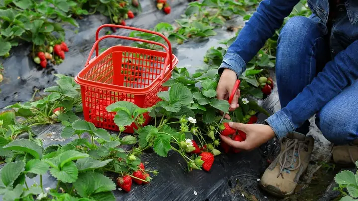 Mô Hình Nông Nghiệp Kết Hợp Du Lịch Mô Hình Nông Nghiệp Kết Hợp Du Lịch