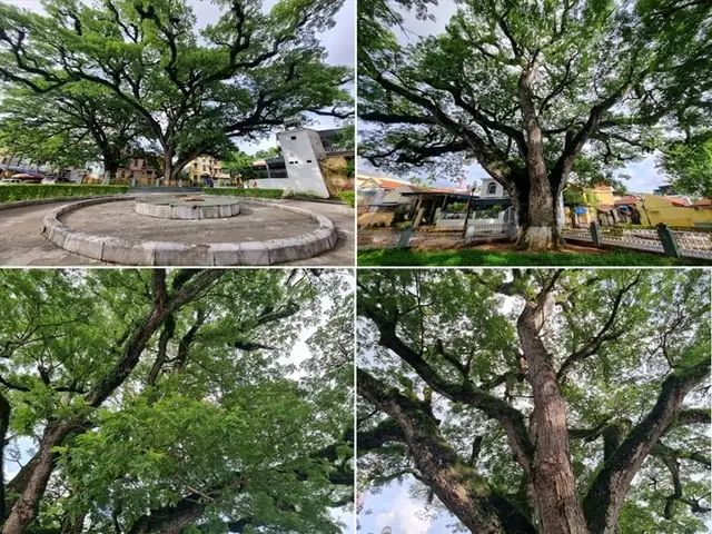 Hai Cây Lim Cổ Thụ Hai Cây Lim Cổ Thụ