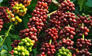 Du Lịch Tây Nguyên Có Gì Hay