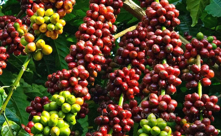 Du Lịch Tây Nguyên Có Gì Hay