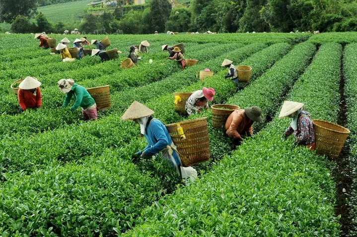 Tham Quan Nhà Máy Chế Biến Chè