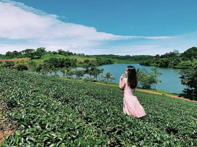 Một Số Hình Ảnh Đẹp Tại Đồi Chè Bảo Lộc