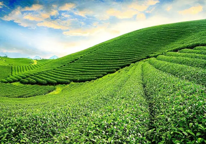 Ngắm Bình Minh Và Nhâm Nhi Tách Trà Thơm Ngon