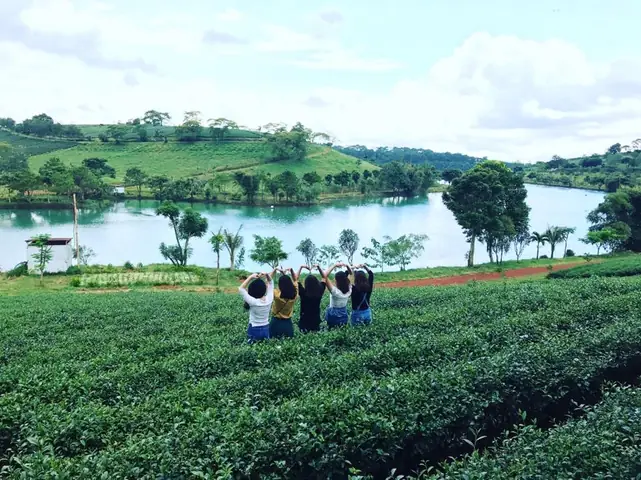 Đồi Chè Tâm Châu Bảo Lộc Ở Đâu?