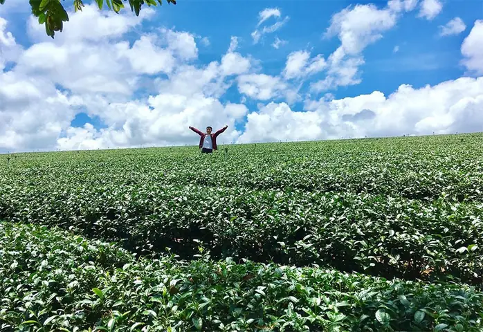 Ngắm Nhìn Những Đồi Chè Xanh Mướt