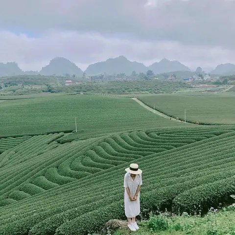 Một Số Hình Ảnh Đẹp Tại Đồi Chè Bảo Lộc