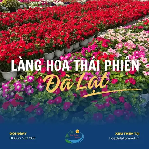 Làng Hoa Thái Phiên Có Gì Đẹp? Chi Tiết Giá Vé Và Giờ Mở Cửa